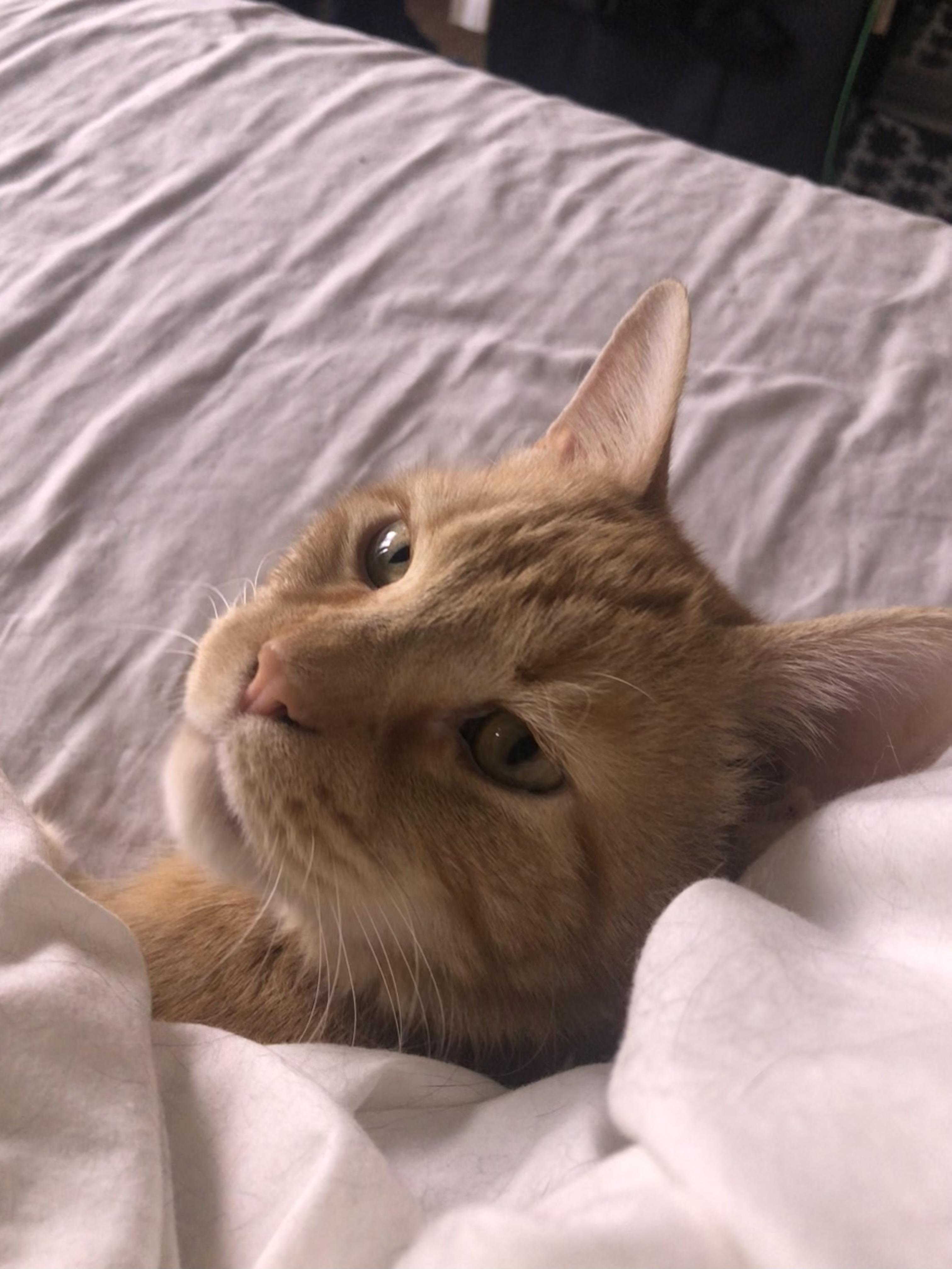 Enlarge Gastón and shere -khan bonded pair, a Adoptable Domestic Short Hair in Howey in the hills, FL image 6/6