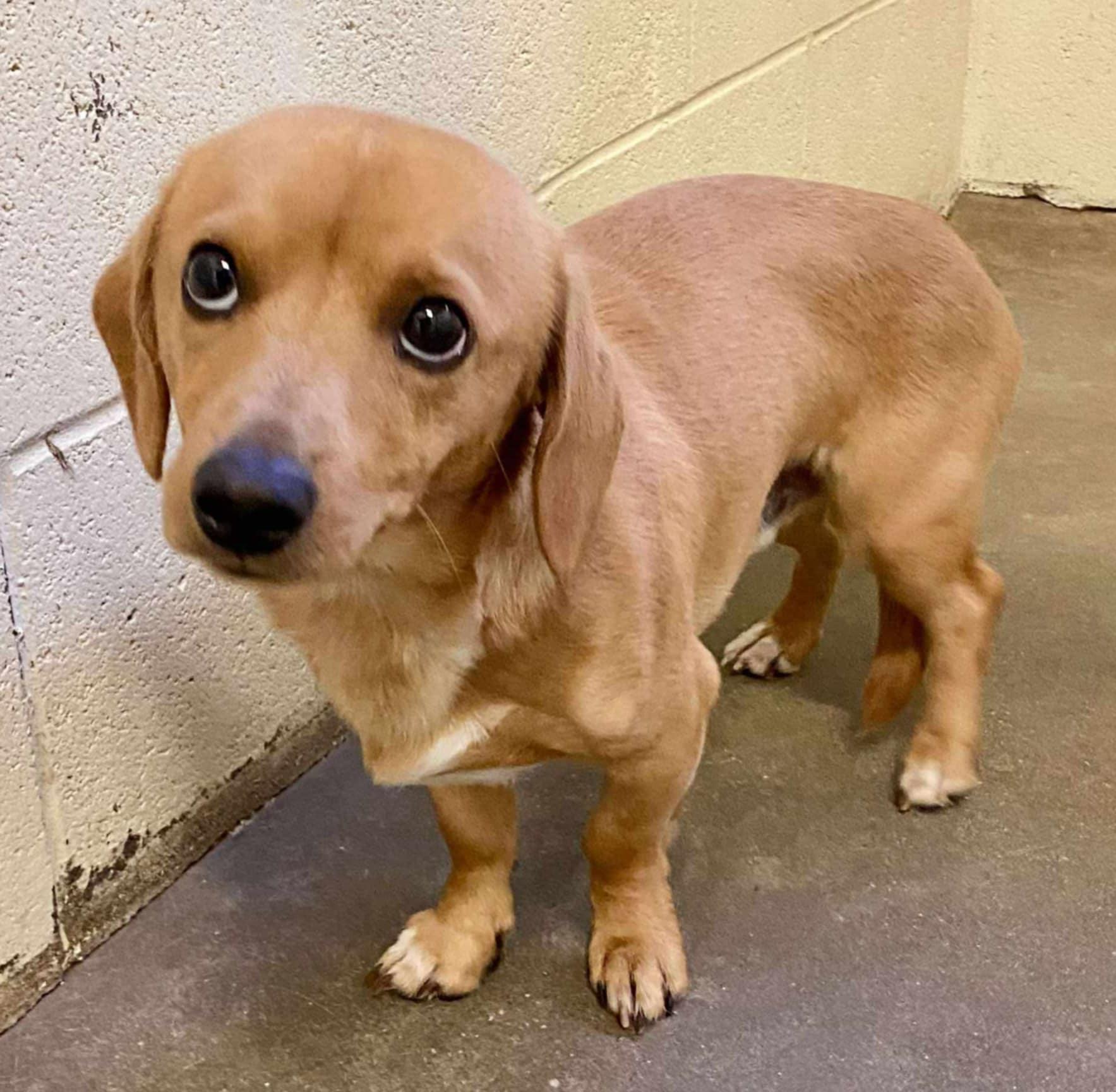 Sprout-Foster Home Needed