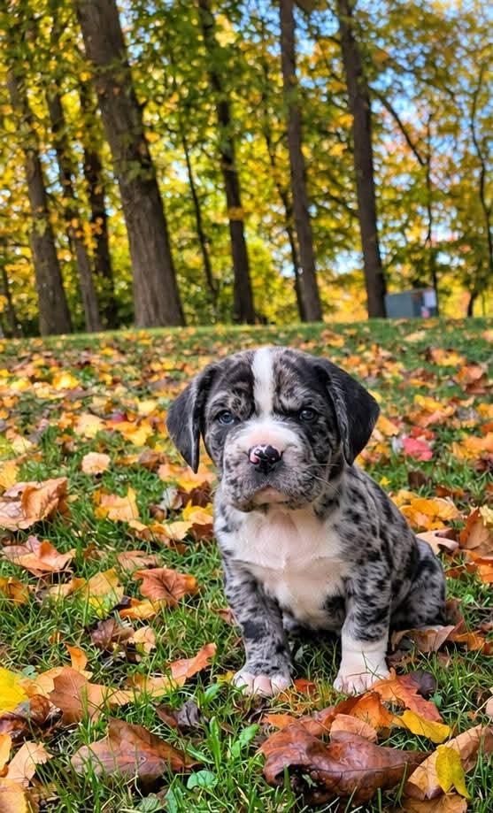 Pickles (Puppies of momma dog with Sierra 1), Adoptable, Puppy Male Shar-Pei & Cocker Spaniel.