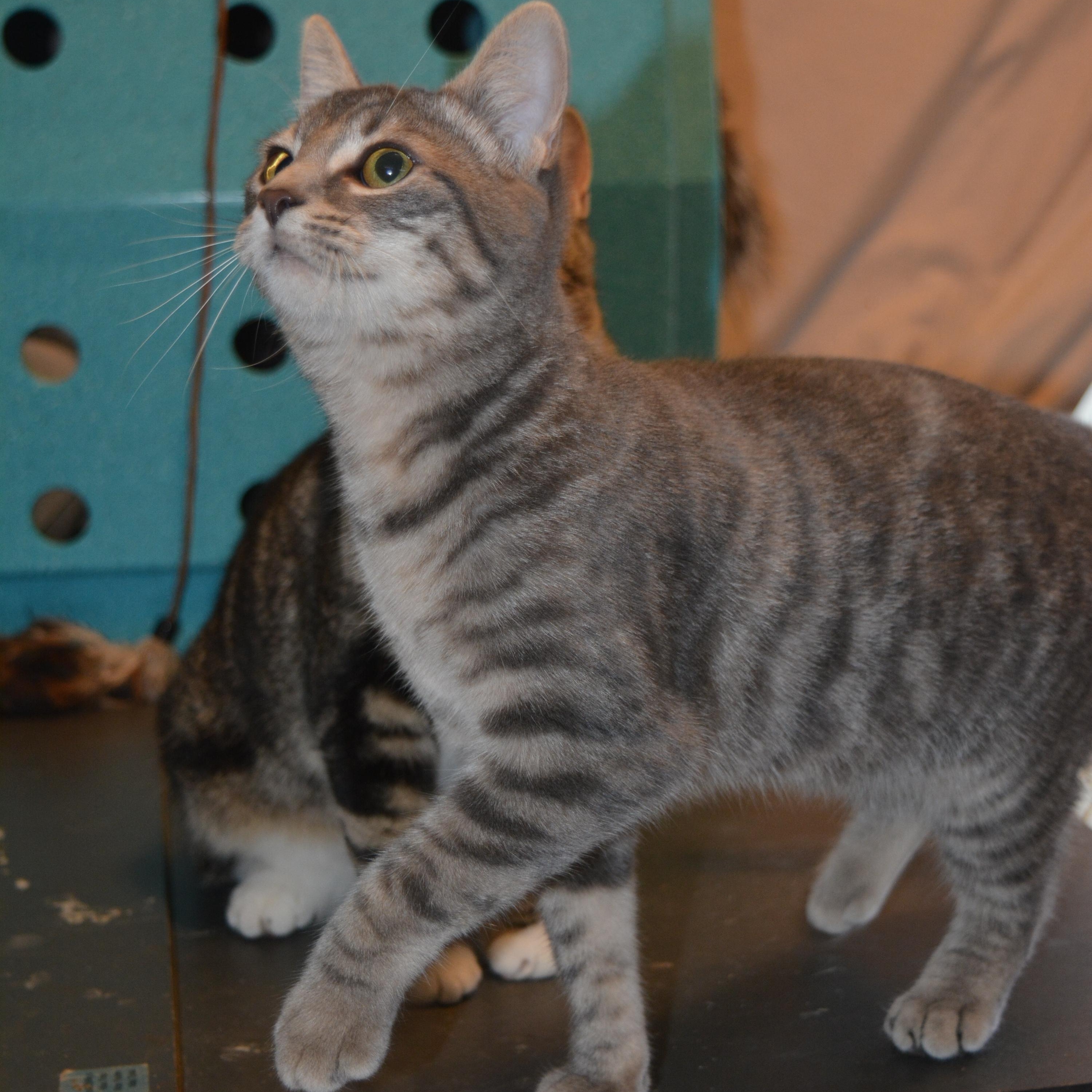 Maui (with Cloe and Zoey), Young Female Tabby