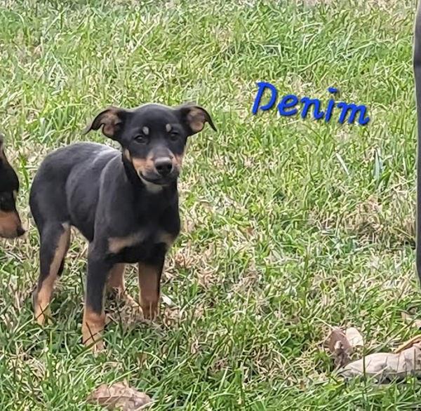 Denim, Adoptable, Puppy Male Shepherd.