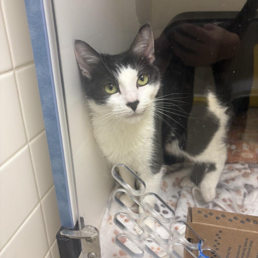 Baby, Adoptable, Adult Female Domestic Short Hair.