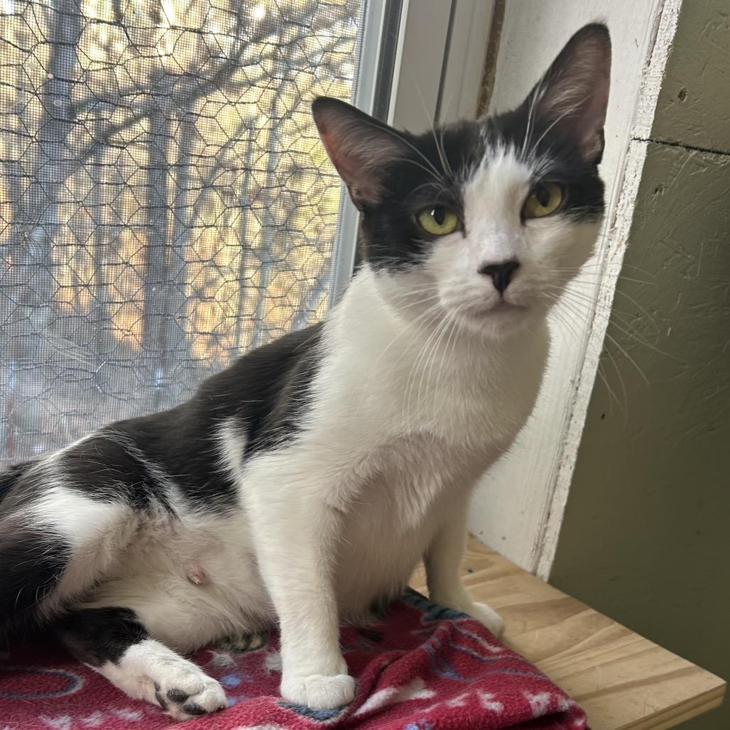 Enlarge Baby, a Adoptable Domestic Short Hair in Nashville, TN image 2/2