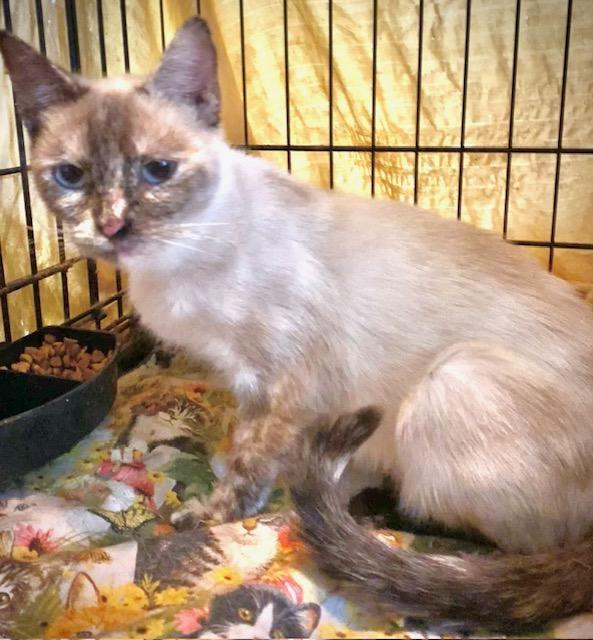 Mia, adopted, Young Female Siamese & Domestic Short Hair.