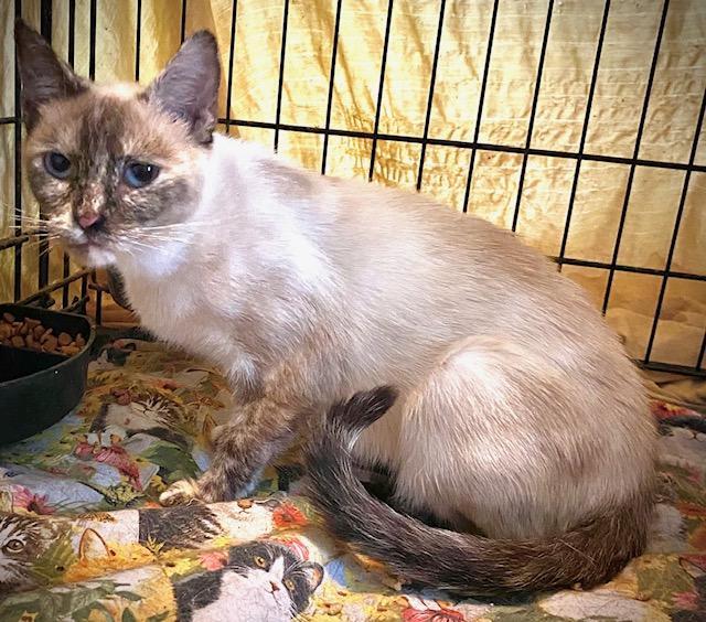 Mia, an adopted mixed breed in Chattanooga, TN image 2/5
