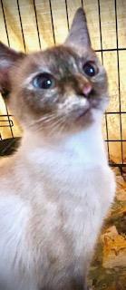 Mia, an adopted mixed breed in Chattanooga, TN image 3/5