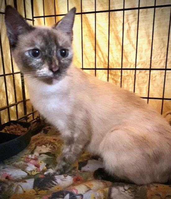 Mia, an adopted mixed breed in Chattanooga, TN image 4/5