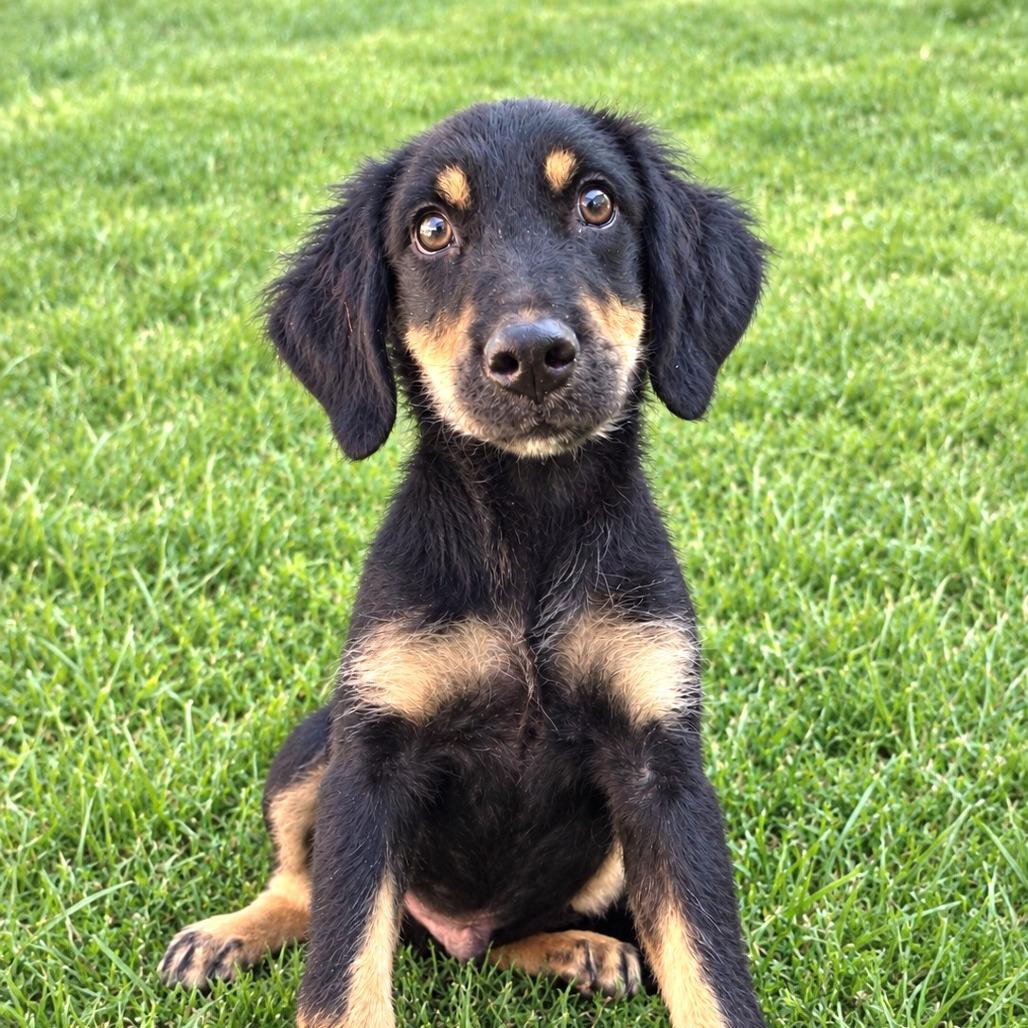 Tripp/Biscuit(in PA) photo