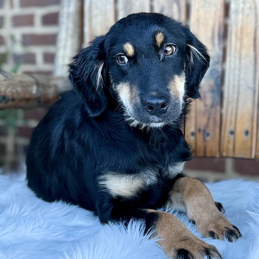 Enlarge Tripp/Biscuit(in PA), a Adoptable mixed breed in Shoemakersville, PA image 2/6
