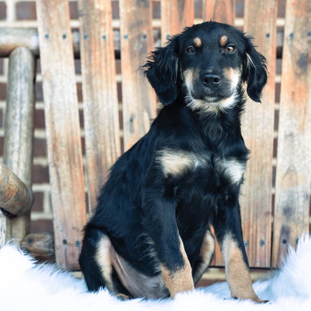Enlarge Tripp/Biscuit(in PA), a Adoptable mixed breed in Shoemakersville, PA image 3/6