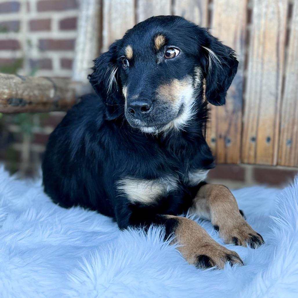 Enlarge Tripp/Biscuit(in PA), a Adoptable mixed breed in Shoemakersville, PA image 4/6