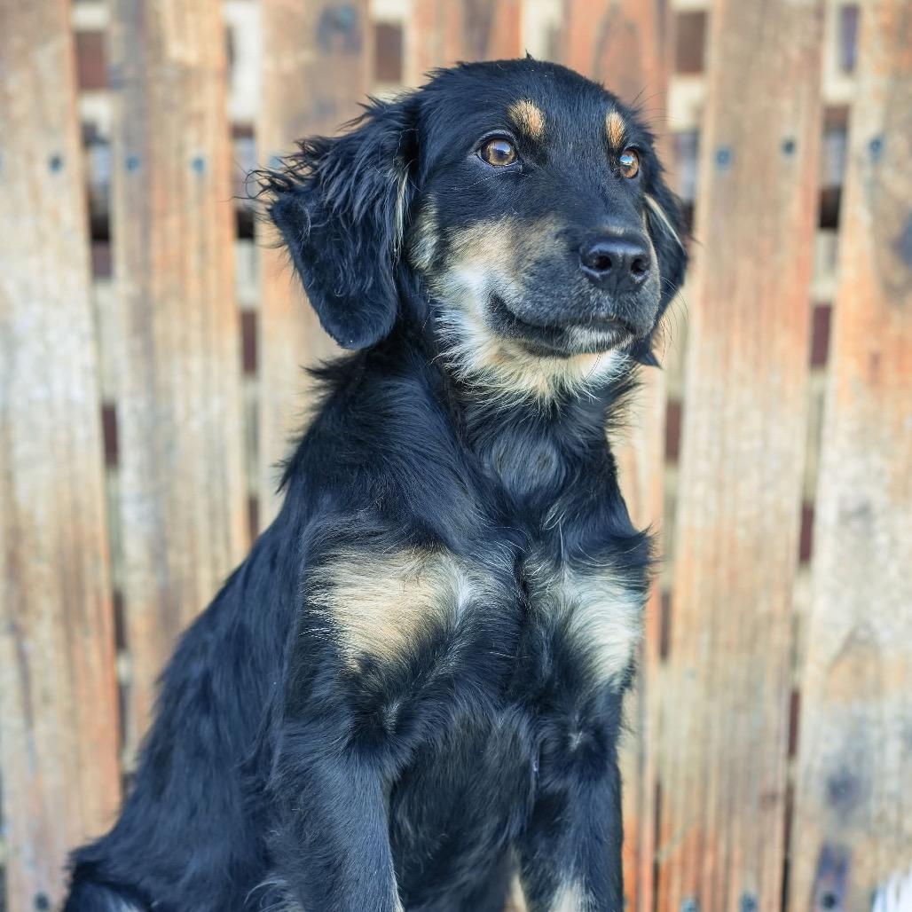 Enlarge Tripp/Biscuit(in PA), a Adoptable mixed breed in Shoemakersville, PA image 5/6