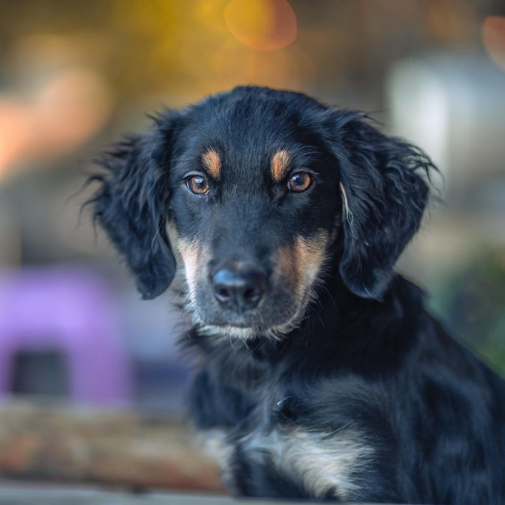 Enlarge Tripp/Biscuit(in PA), a Adoptable mixed breed in Shoemakersville, PA image 6/6