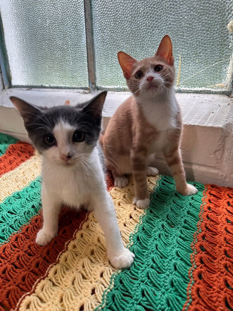 Daisy (BONDED PAIR WITH CHESTER), Adopted, Kitten Female Domestic Short Hair.