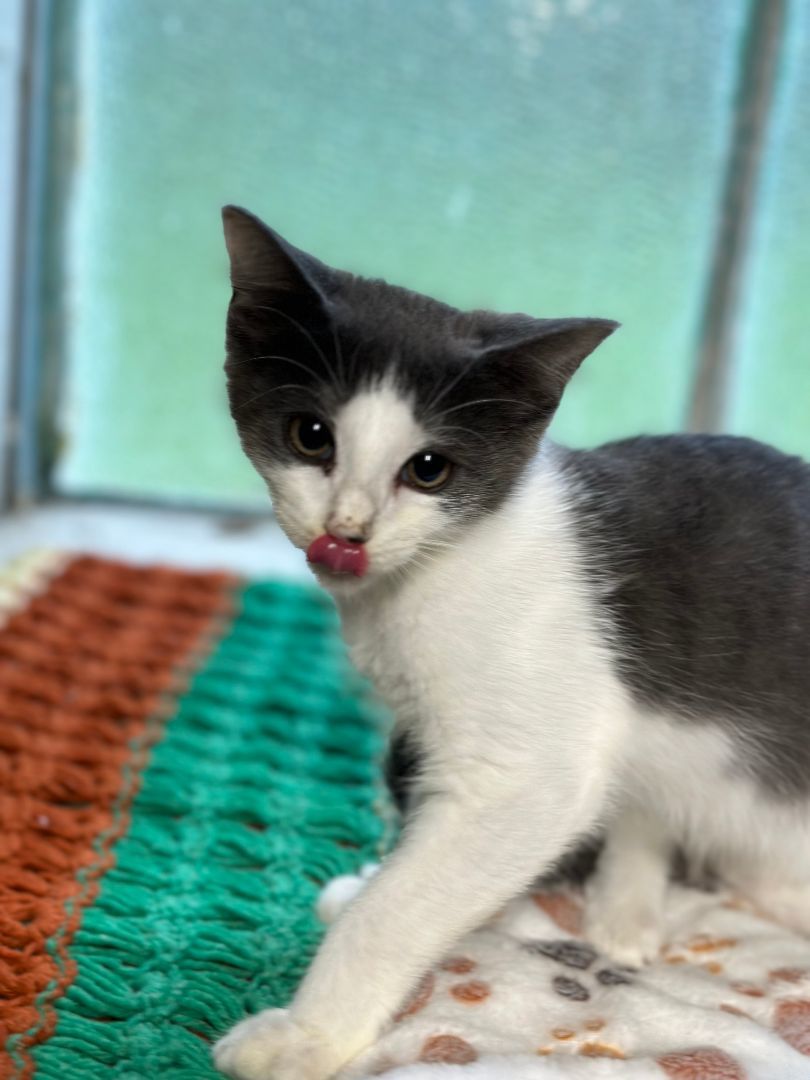 Enlarge Daisy (BONDED PAIR WITH CHESTER), a Adopted Domestic Short Hair in North Grosvenordale, CT image 2/4