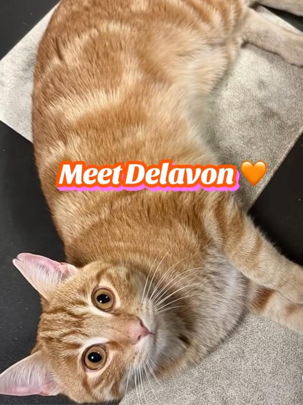Enlarge Devalon, an adopted Domestic Short Hair in Monticello, IL image 1/3