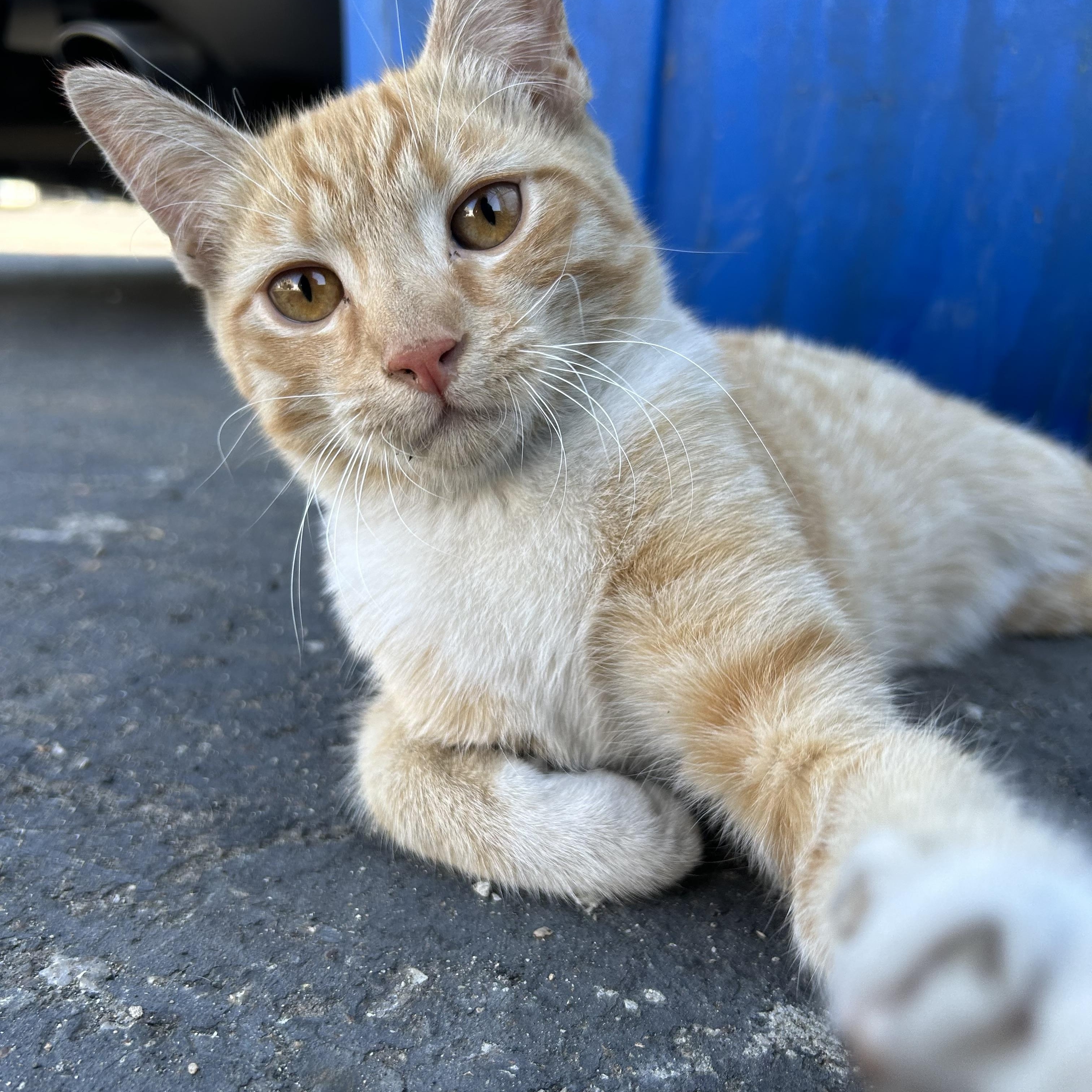 Enlarge Quinn & Murphy (bonded pair), a Adoptable Tabby in Sacramento, CA image 2/6