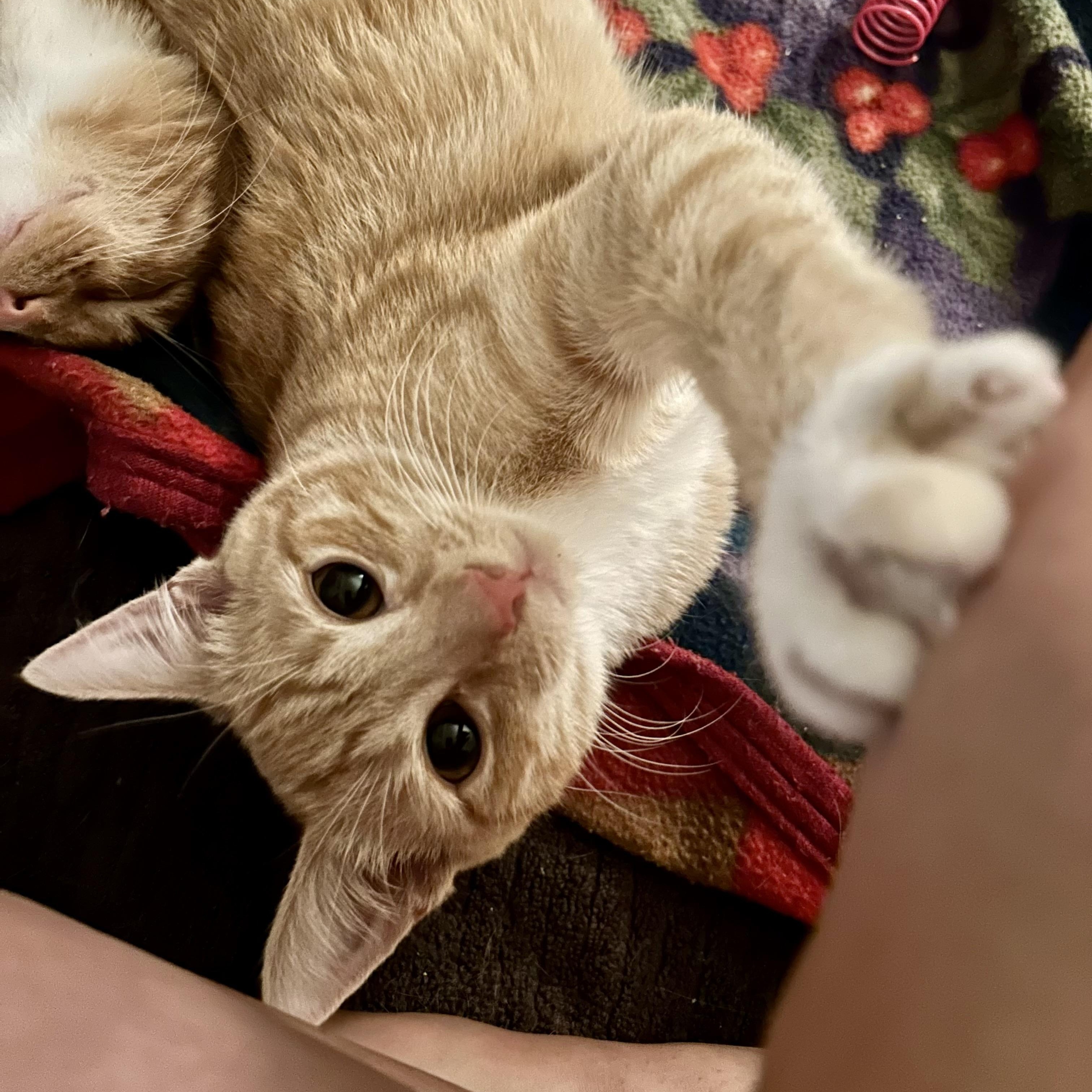 Quinn & Murphy (bonded pair), Adoptable, Young Male Tabby.