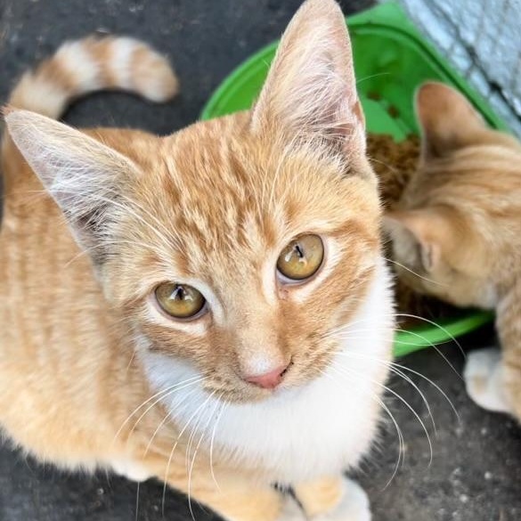 Quinn & Murphy (bonded pair)