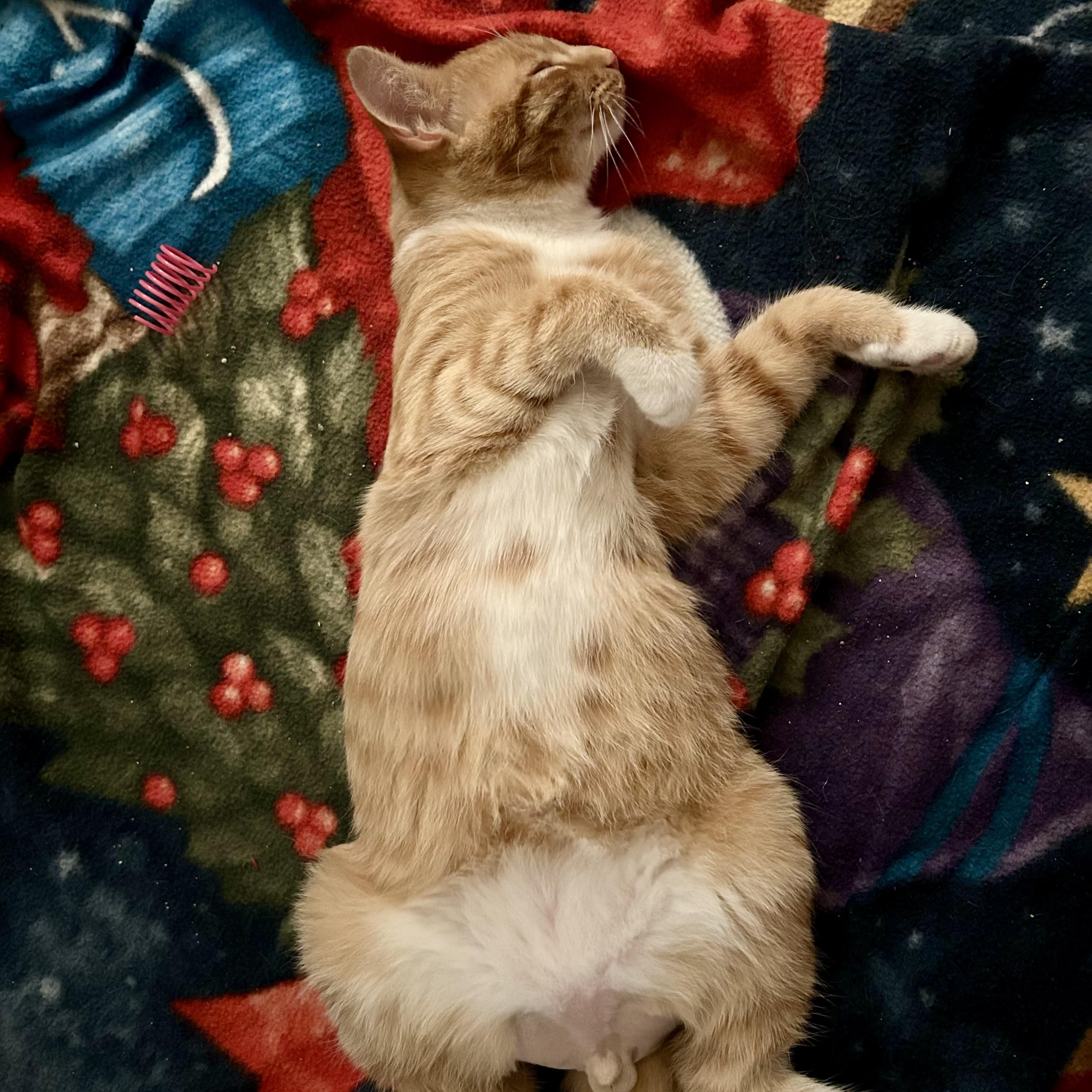 Enlarge Quinn & Murphy (bonded pair), a Adoptable Tabby in Sacramento, CA image 5/6