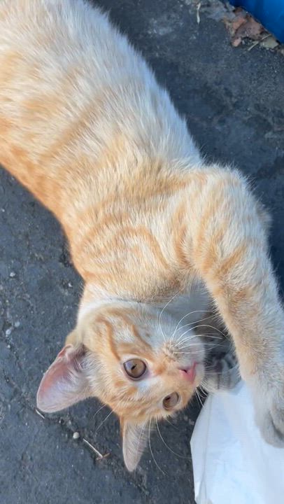 Enlarge Quinn & Murphy (bonded pair), a Adoptable Tabby in Sacramento, CA video 6/6