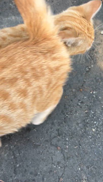 Enlarge Quinn & Murphy (bonded pair), a Adoptable Tabby in Sacramento, CA video 4/6