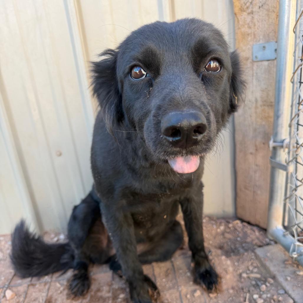 Elizabeth Taylor, Adoptable, Adult Female Mixed Breed.