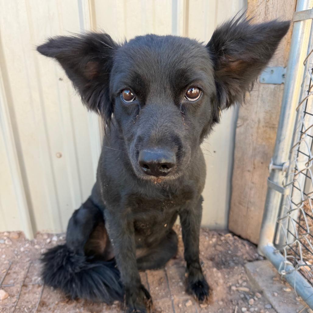Enlarge Elizabeth Taylor, a Adoptable Mixed Breed in Moab, UT image 2/6