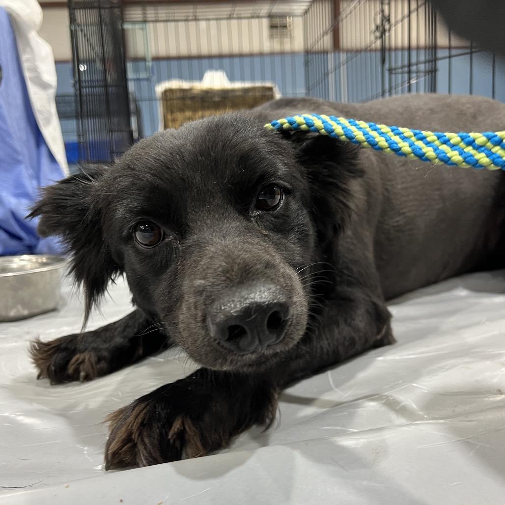 Enlarge Elizabeth Taylor, a Adoptable Mixed Breed in Moab, UT image 3/6