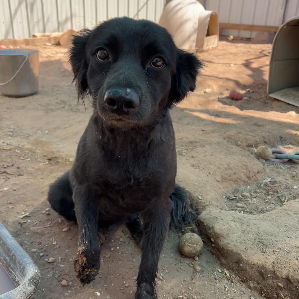 Enlarge Elizabeth Taylor, a Adoptable Mixed Breed in Moab, UT image 4/6