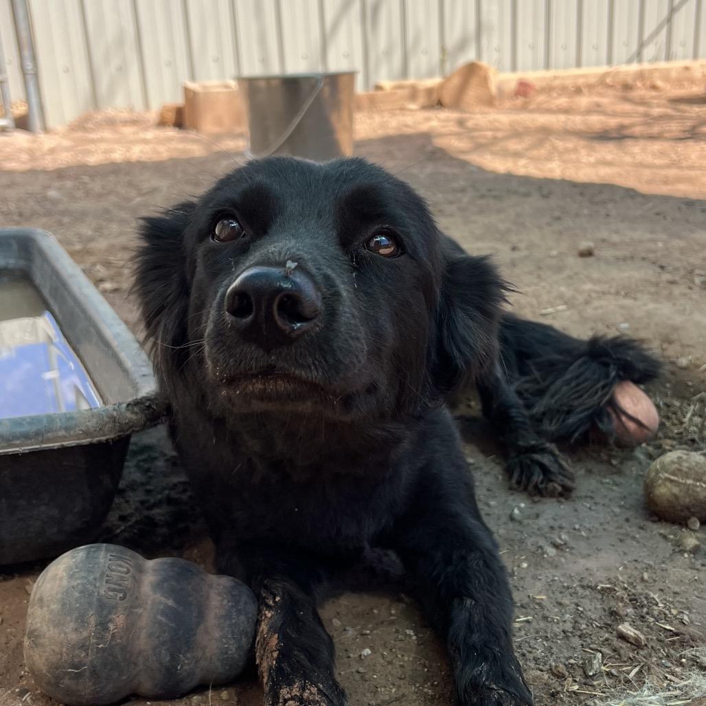 Enlarge Elizabeth Taylor, a Adoptable Mixed Breed in Moab, UT image 5/6