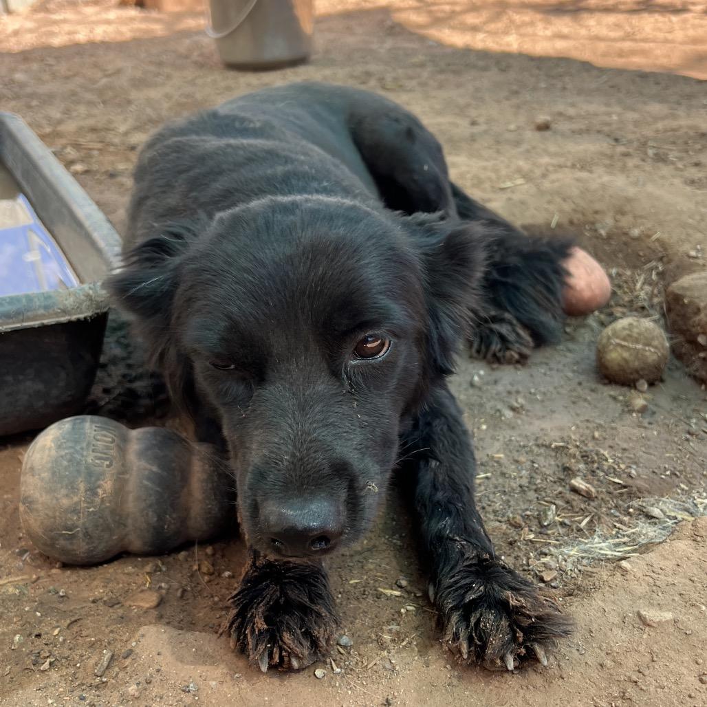 Enlarge Elizabeth Taylor, a Adoptable Mixed Breed in Moab, UT image 6/6