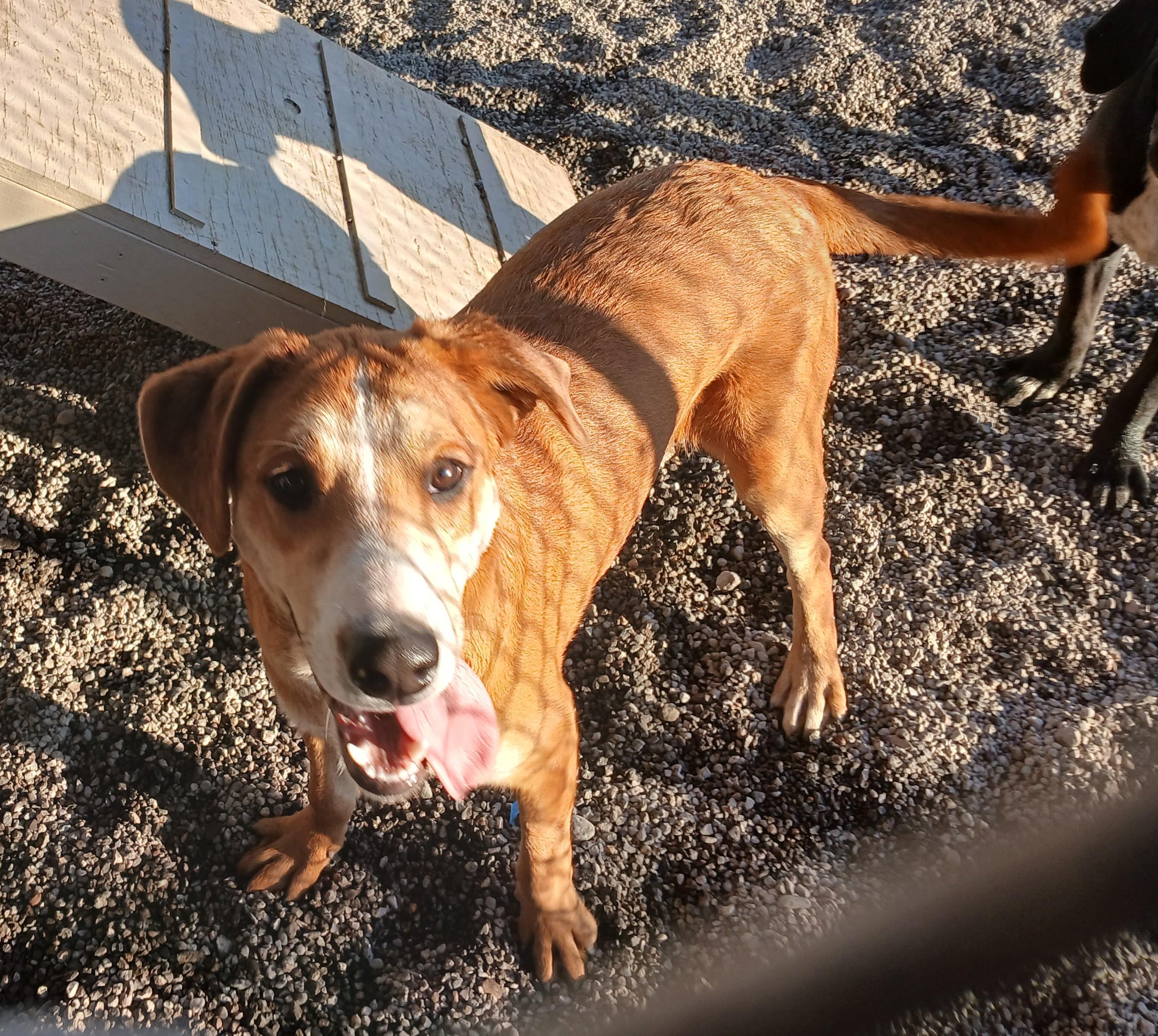 Fox, an adoptable Labrador Retriever in Susanville, CA, 96130 | Photo Image 1