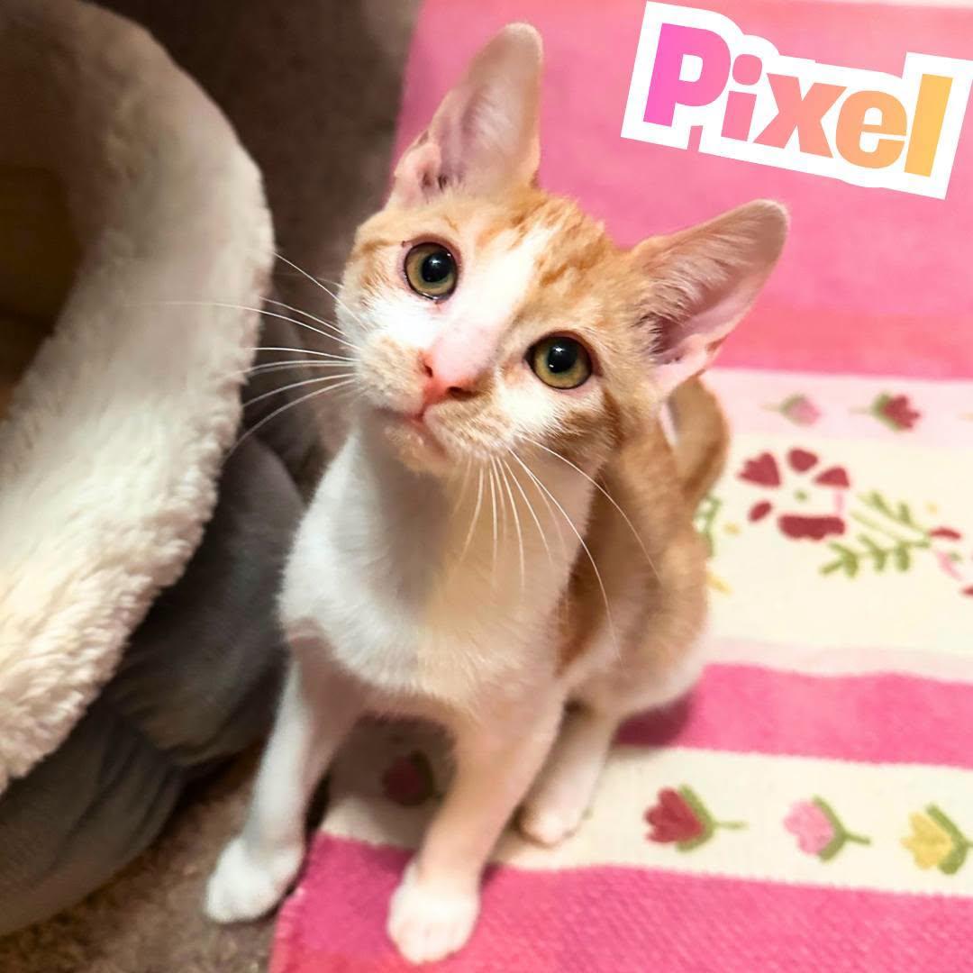 Enlarge Pixel --Adorable orange/white girl--, a Adoptable Domestic Short Hair in Riverview, FL image 4/6