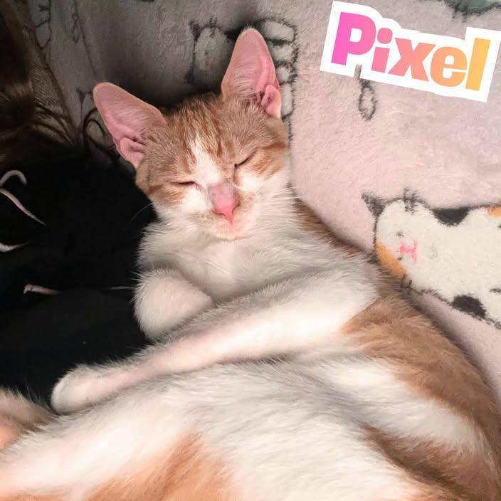 Enlarge Pixel --Adorable orange/white girl--, a Adoptable Domestic Short Hair in Riverview, FL image 3/6
