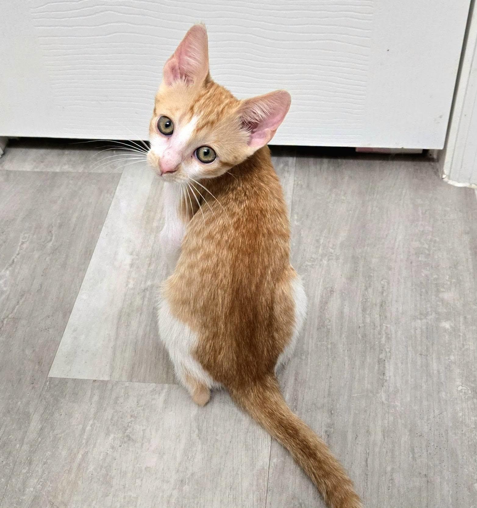 Enlarge Pixel --Adorable orange/white girl--, a Adoptable Domestic Short Hair in Riverview, FL image 5/6