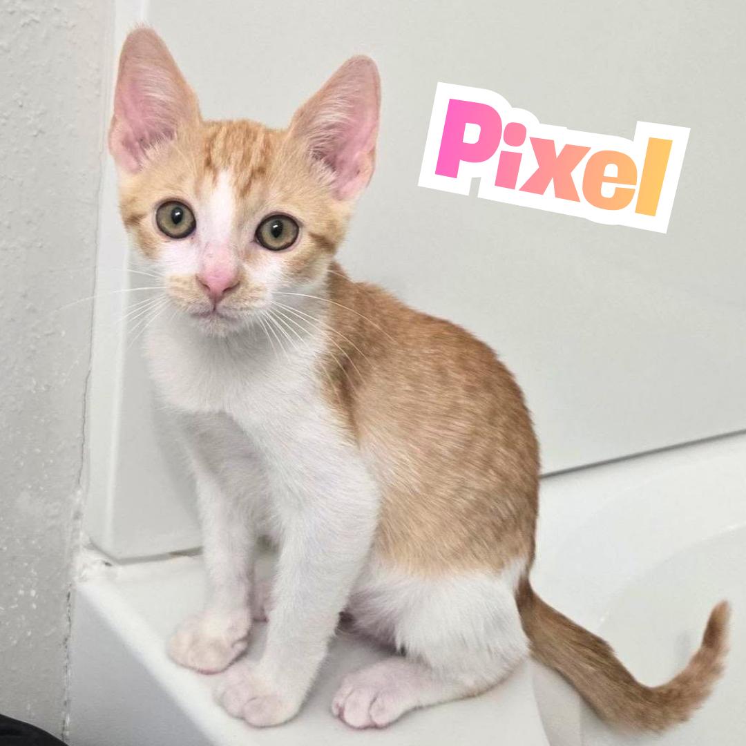 Pixel --Adorable orange/white girl--, Adoptable, Kitten Female Domestic Short Hair.