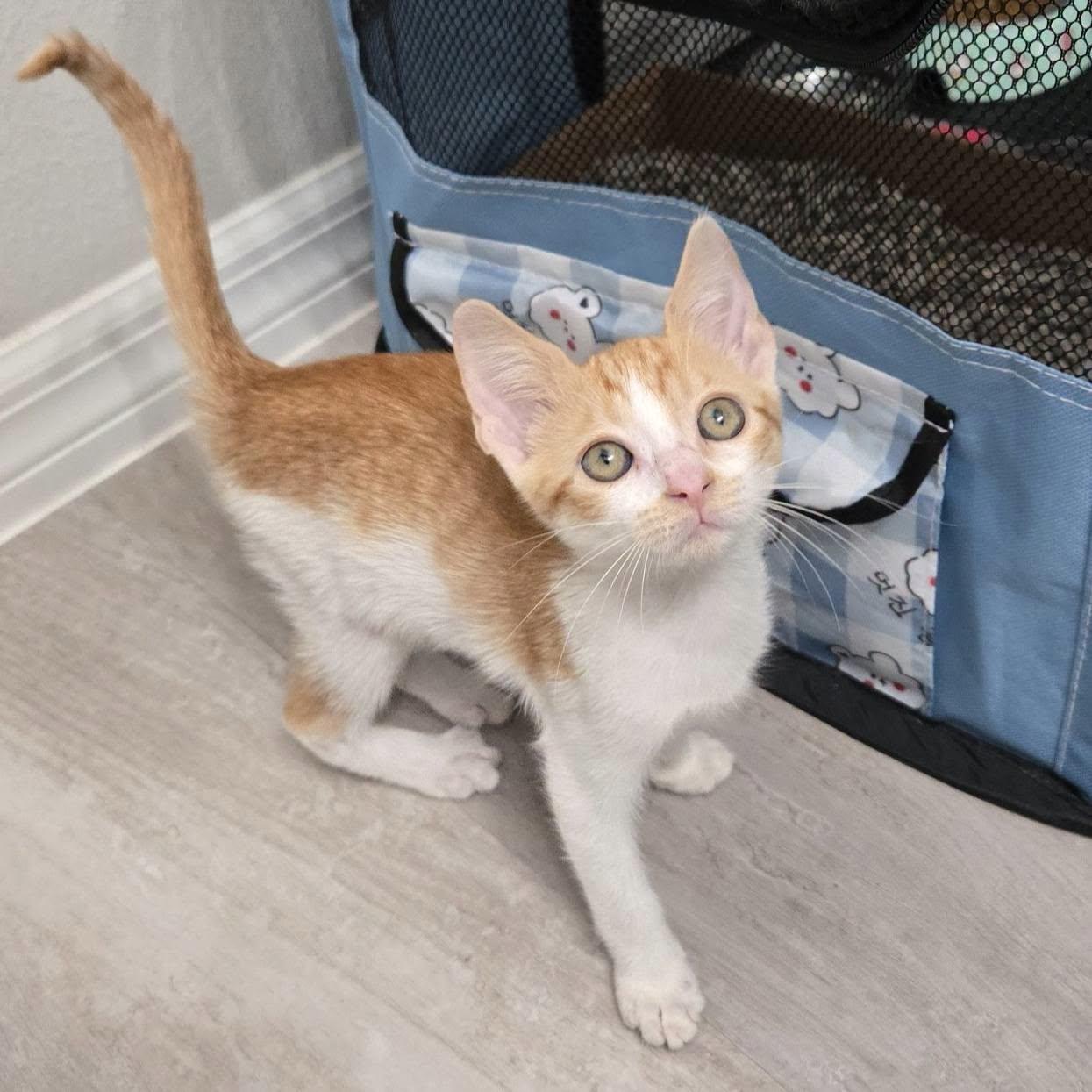 Enlarge Pixel --Adorable orange/white girl--, a Adoptable Domestic Short Hair in Riverview, FL image 6/6