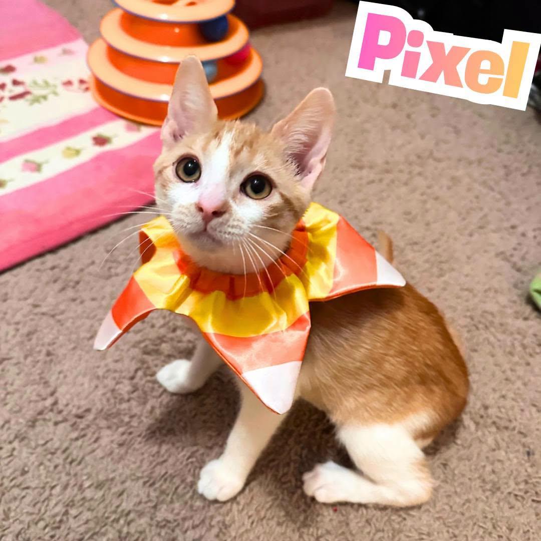 Enlarge Pixel --Adorable orange/white girl--, a Adoptable Domestic Short Hair in Riverview, FL image 2/6