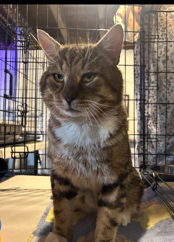 Dexter — thumbnail 2