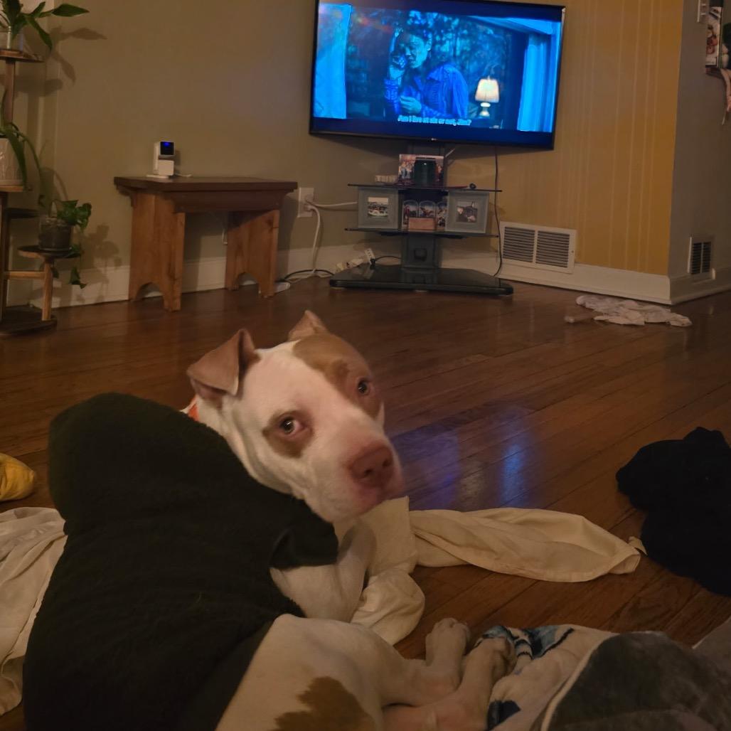 Enlarge Leeford, a Adoptable Pit Bull Terrier in Newark, NJ image 1/4