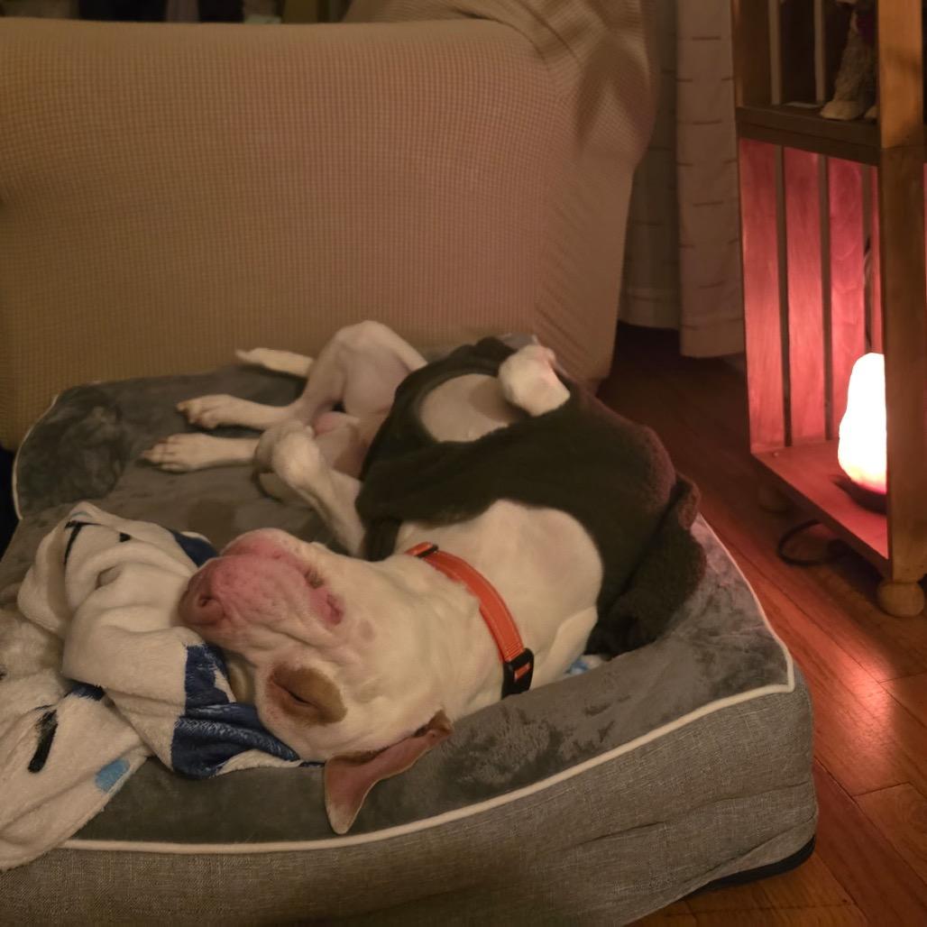 Enlarge Leeford, a Adoptable Pit Bull Terrier in Newark, NJ image 2/4