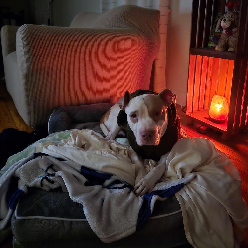 Enlarge Leeford, a Adoptable Pit Bull Terrier in Newark, NJ image 3/4