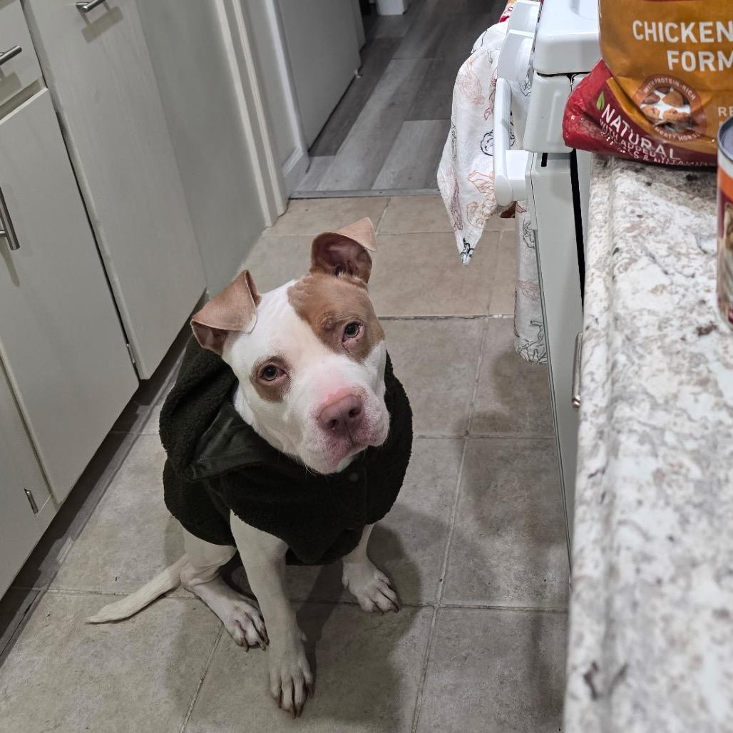 Enlarge Leeford, a Adoptable Pit Bull Terrier in Newark, NJ image 4/4