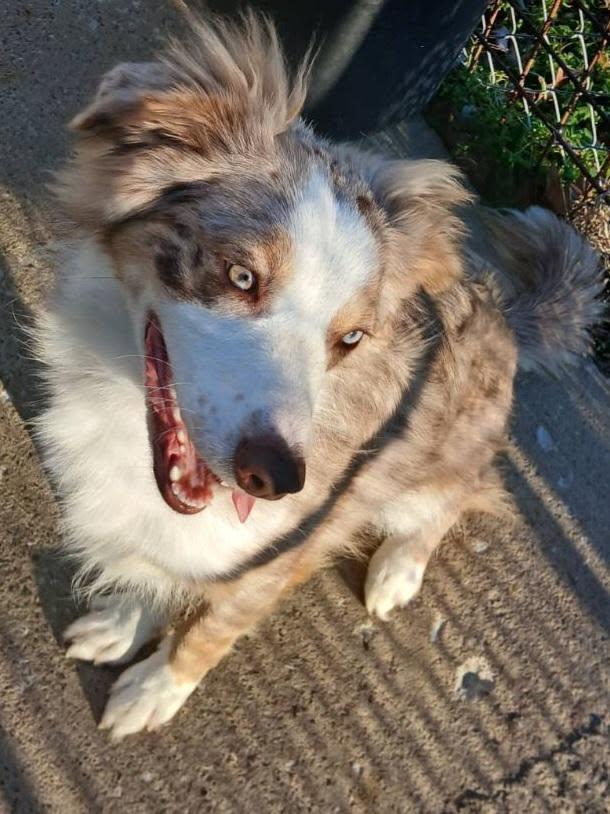 Astrid, ADOPTABLE, Puppy Female Australian Shepherd.