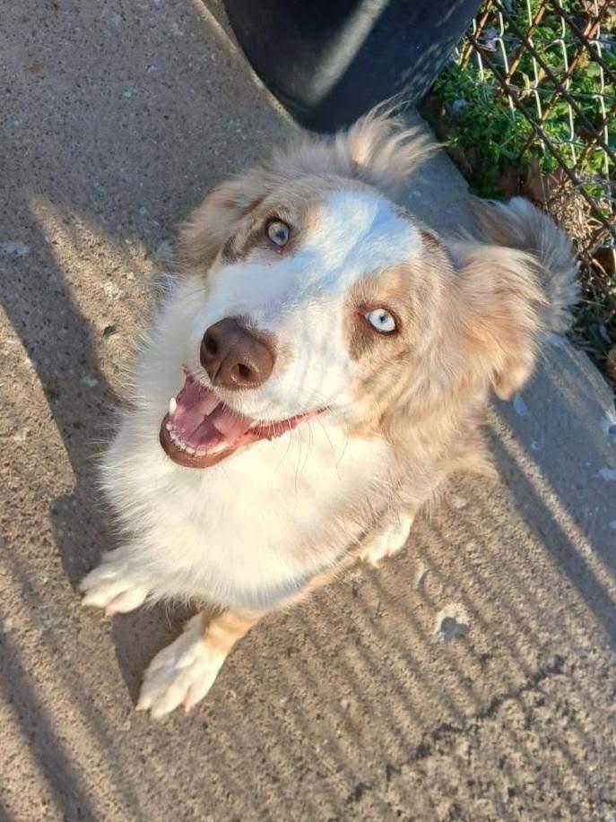 Enlarge Astrid, a ADOPTABLE Australian Shepherd in Covington, TN image 3/3