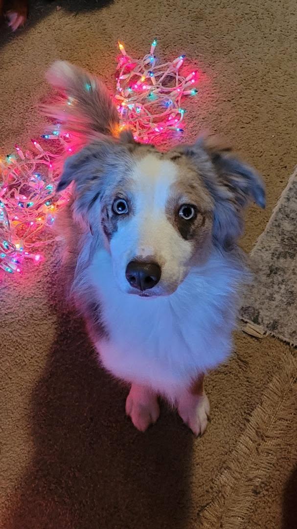 Enlarge Astrid, a ADOPTABLE Australian Shepherd in Covington, TN image 2/3