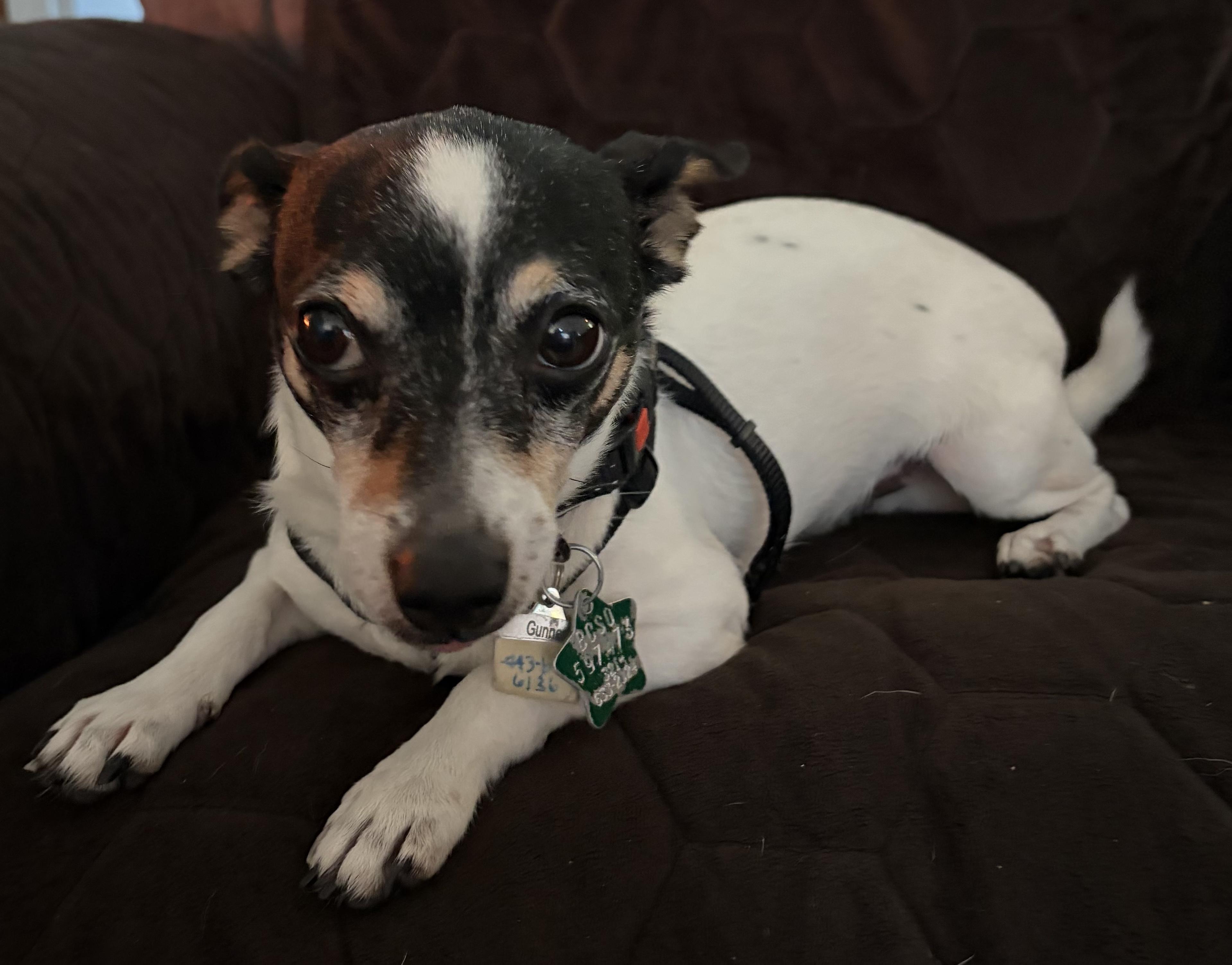 Enlarge Gunner, a Adoptable mixed breed in Gulfport, FL image 1/3
