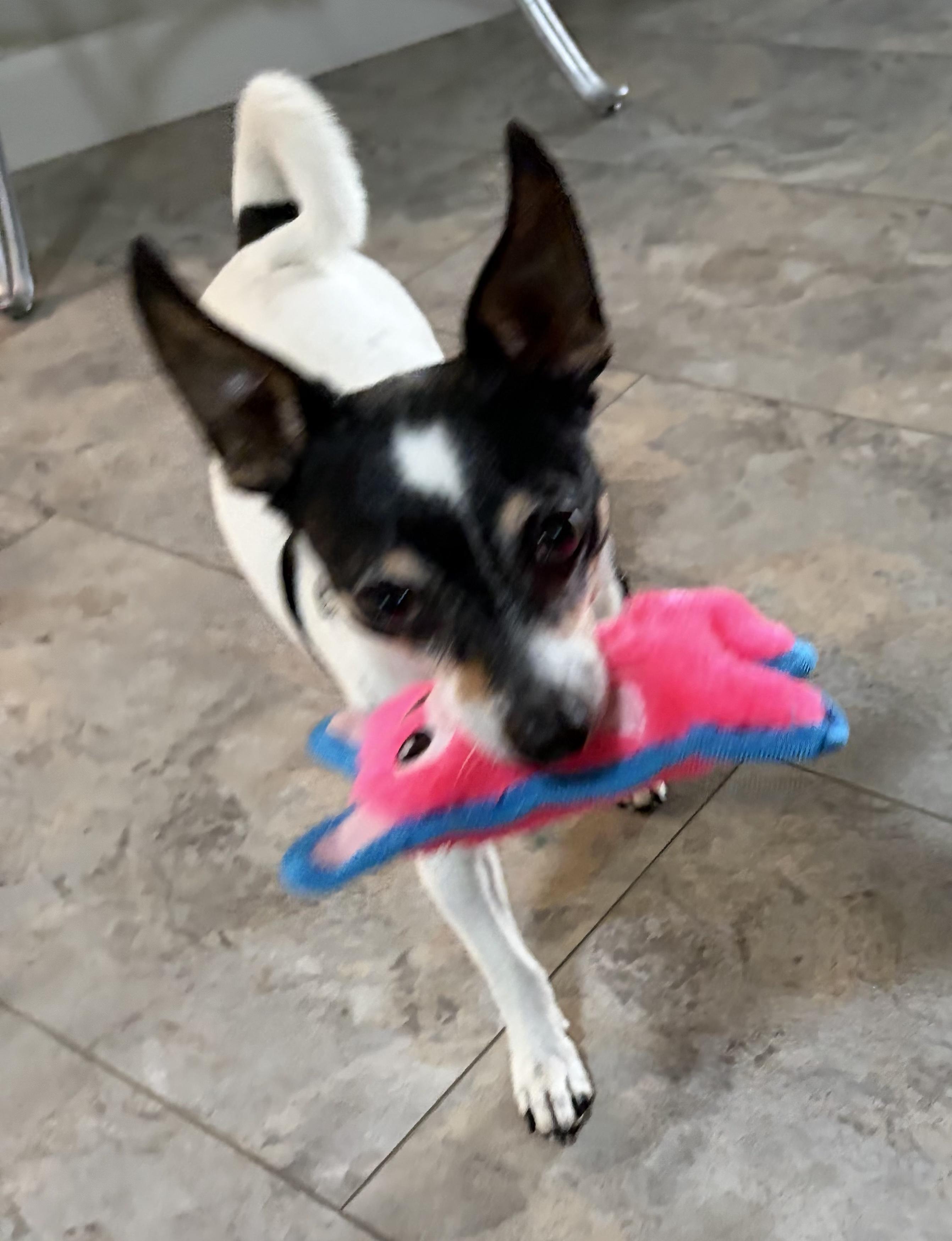 Enlarge Gunner, a Adoptable mixed breed in Gulfport, FL image 3/3