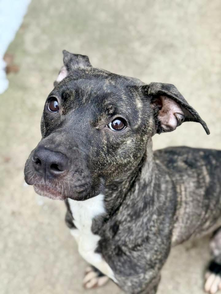 Enlarge Frangelica, a ADOPTABLE Pit Bull Terrier in Chicago, IL image 3/4